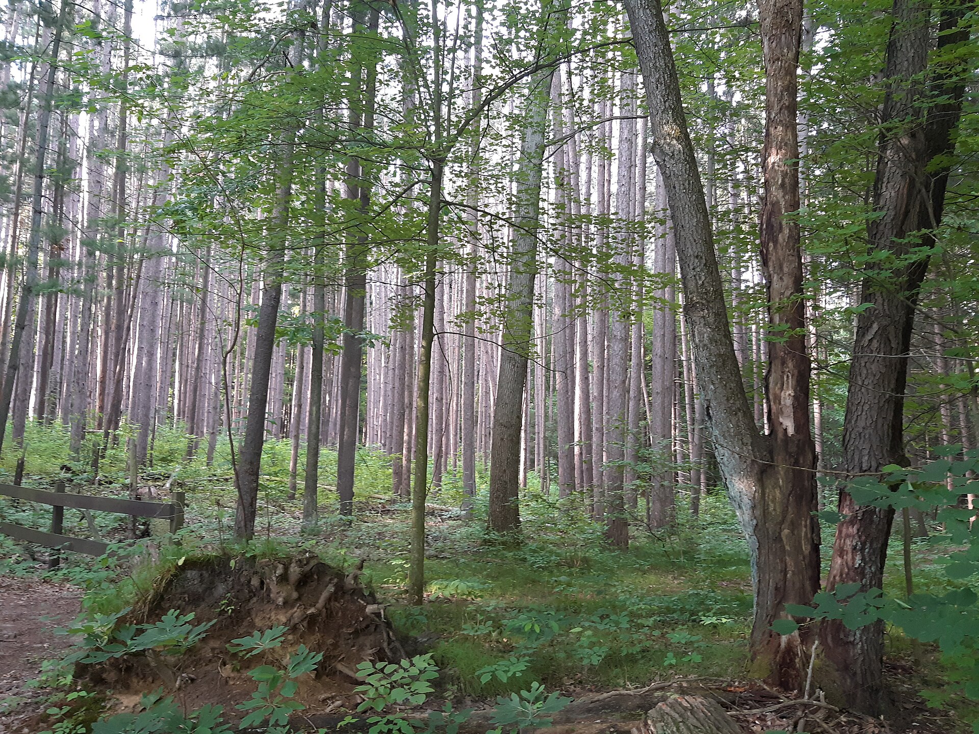 Trees in the forest at Lake Lansing Park North near Haslett, Michigan &mdash; CFH Insurance Consultants group health insurance and employee benefits consulting for Haslett, MI employers